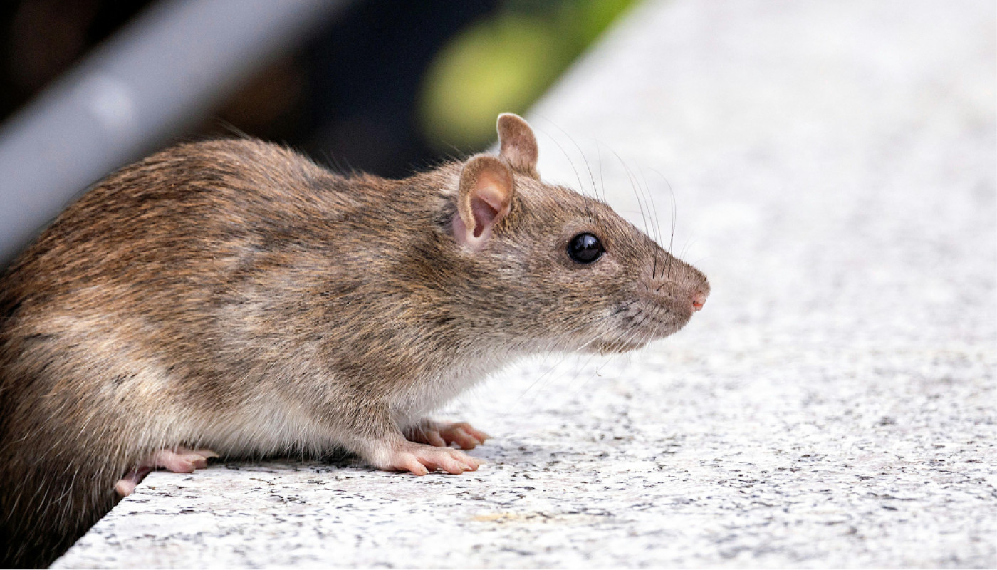 Dératisation au Mans : Sherlock Détecte vous débarrasse des rats et des souris !