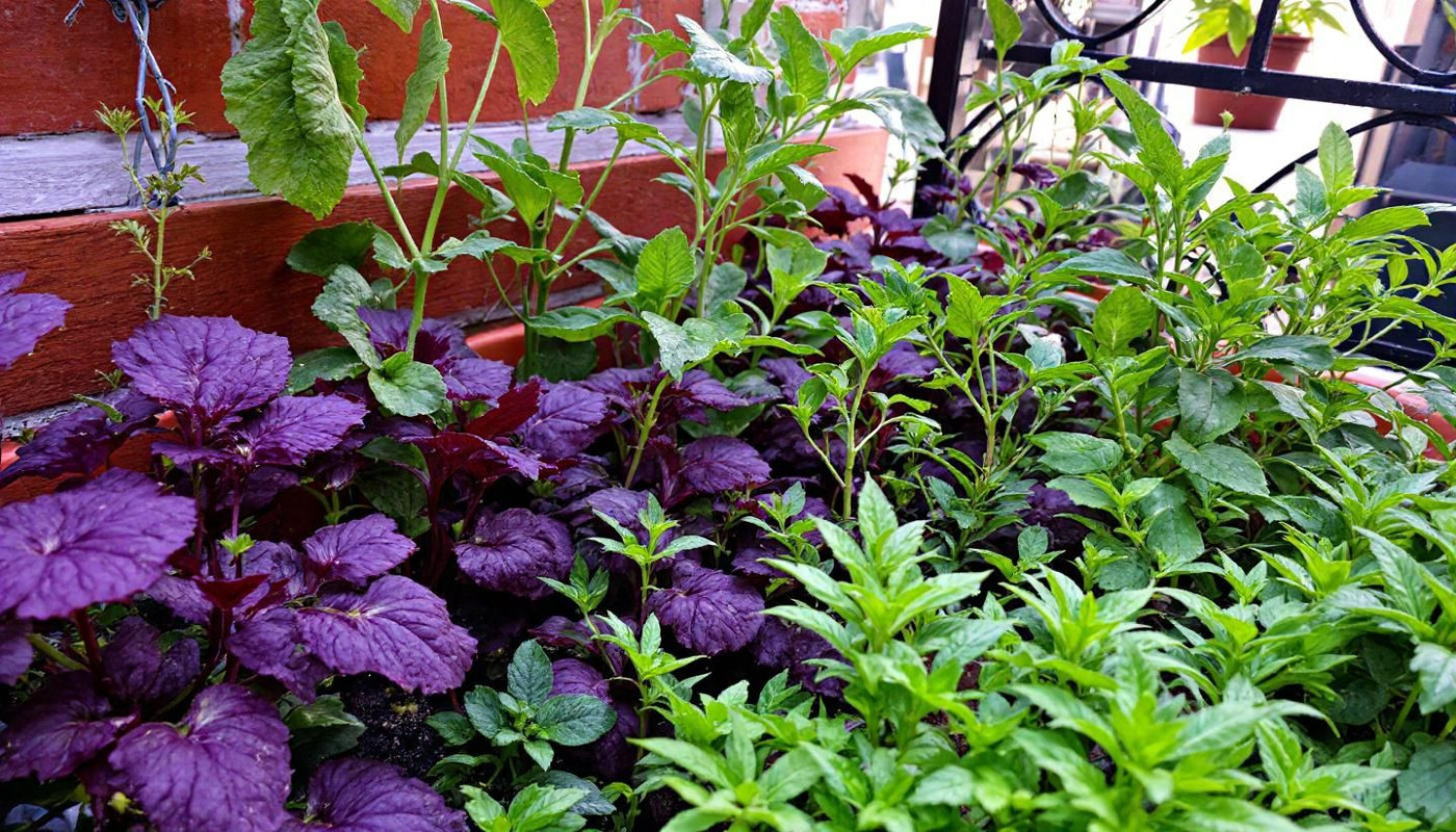 Potager urbain en appartement solutions créatives pour espaces réduits